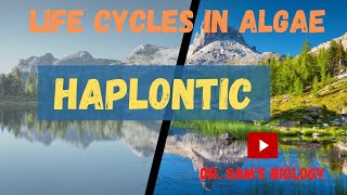 Life Cycles in Algae part1 Haplontic [upl. by Haduhey]