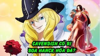 Cavendish liệu có bị Boa Hancock hóa đá [upl. by Talya]