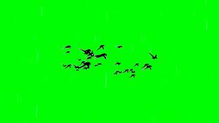 Birds Flying Green Screen 4k [upl. by Burny340]