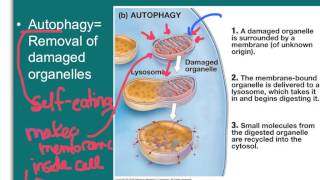 Endocytic and Exocytic Pathways [upl. by Kaile]