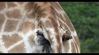 Giraffe crosses road while Redbilled ox pecker pecks tick off around the anus [upl. by Htepsle]