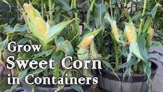 9 Tips for Growing Corn at Home 🌽🌽🌽 [upl. by Sitnalta809]