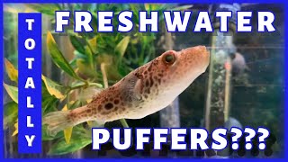 10 TOTALLY FRESHWATER PUFFERS [upl. by Neeven213]