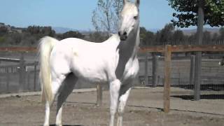 White Arabian Horse [upl. by Strade380]