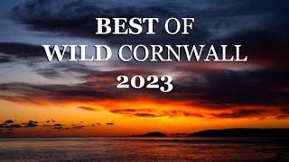 The Best Of Wild Cornwall 2023 [upl. by Kitty787]