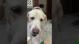 Full agression chikulabradorretrievergoldenlabradorfunnyvideosplayingdogdogloverdogdoglife [upl. by Vento]