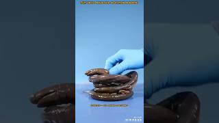 caecilian saliva is truly venomous facts shorts [upl. by Zoes]