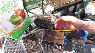 How to Seed Start Kohlrabi An Amazing Vegetable  MFG 2014 [upl. by Tunk28]