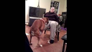 Girl lets honey the boxer dog hump her [upl. by Falcone398]