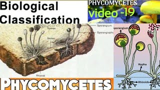 PhycomycetesOomycetesZygomycetesAlgal fungiLate blight of potatowhite rust of crucifer [upl. by Fleur515]