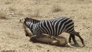 Amazing Lion vs Zebra with unexpected escape [upl. by Tshombe]