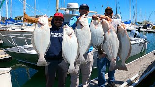 Fast California Halibut Limits for my Friends and I in SF Bay [upl. by Surbeck]