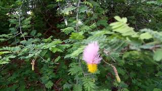 SICKLEBUSH FLOWER  DICHROSTACHYS CINEREA [upl. by Enitsenre]