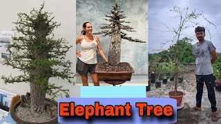 Operculicarya Decaryi Care Guide Tips for Growing Madagascar Jewel  elephant tree  jabily [upl. by Ennaylime]