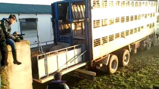 Transporte de cerdos ibéricos de la Dehesa al Matadero Jamones Eíriz Jabugo [upl. by Bekha]