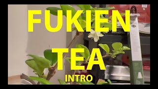 Fukien Tea Tree Bonsai A from Seed  Intro November 2023 bonsai fruit fukien [upl. by Laud]