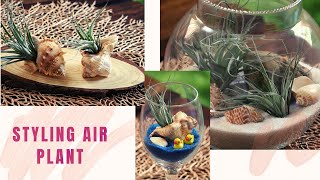 Air plant display ideas Tillandsia plant [upl. by Anirrak628]