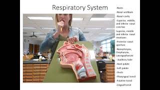 Respiratory System Lab NEW [upl. by Anem872]