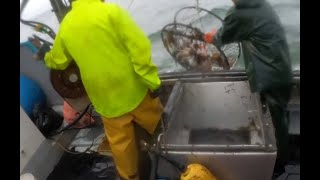 2024 Dungeness Crab Fishing Fishing on Double A Season Finale [upl. by Barrow]