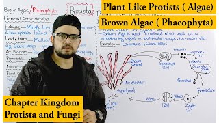 Brown algae  Phaeophyta  Plant Like Protists Algae  Chapter protista and Fungi [upl. by Syd240]