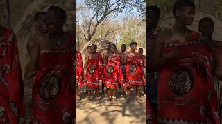 Matsamo Cultural Park in Swaziland 🇸🇿 shortsvideo swaziland travel [upl. by Terrie969]