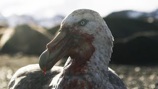 Giant Petrels Heroes or Villains  Seven Worlds One Planet  BBC Earth [upl. by Oman265]