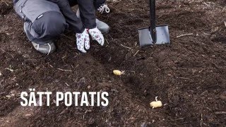 Så här sätter du potatis [upl. by Dane]