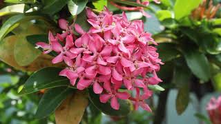 IXORA todo sobre sus cuidados🥰 Ixora enana eljardindechelita [upl. by Sackville198]