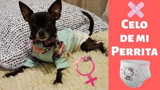 ¿PERRITA EN CELO PAÑAL PARA PERRO║PAÑAL ECOLÓGICOREUTILIZABLE║HI KALI♥ [upl. by Aneeuqahs]