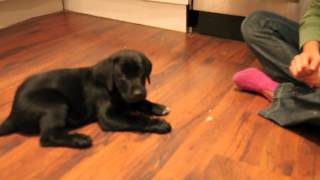 Black lab training at 8 to 9 weeks [upl. by Michaela719]