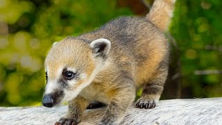 Wild Coati Babies and Family [upl. by Alger]