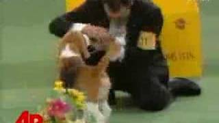 Beagle Is Numero Uno at Westminster [upl. by Ralyt]