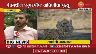 Nagpur Tigress Death  नागपुरातील वाघांची महामाय कॉलरवाल्या सुपरमॉम वाघिणीचा मृत्यू  Zee24Taas [upl. by Ahsikan]