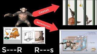 theories of learning Gestalt vs behaviourism operant vs classical conditioning نظريات التعلم [upl. by Nelyahs]