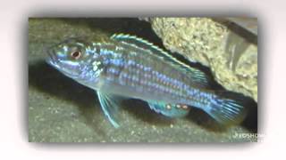 Melanochromis joanjohnsonae aquarium fish [upl. by Algernon]