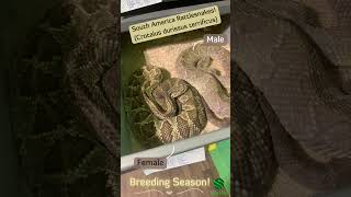 Breeding South American Rattlesnakes Crotalus durissus terrificus venomous reptiles [upl. by Asyl]