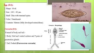 شرح محاضرة الباراسيتولوجي schistosoma اولى تمريض [upl. by Taylor]