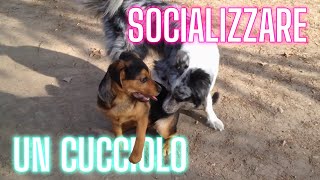 come SOCIALIZZARE un CUCCIOLO correttamente [upl. by Stav343]