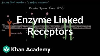 General Principles of Pharmacology Ar  01  Drug receptors and binding [upl. by Nanyt]