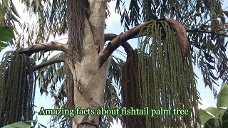 Caryota urens The old well grown fishtail palm tree [upl. by Ahsik]