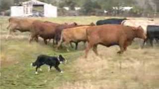 Border Collies Herding Cattle [upl. by Bergh953]