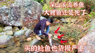 深山溪流养鱼第14天，水霉病大鲤鱼还是死了。买的鲶鱼也货损严重 [upl. by Nibroc491]