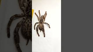 Жизнь и смерть в одном видео Heteroscodra maculata [upl. by Aizatsana]