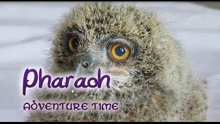 Pharaoh the eagle owl  Adventure Time [upl. by Aceber]