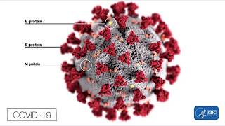 ELISA TestingSARS CoV2 COVID19 [upl. by Nivat859]