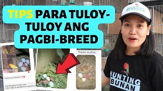 TEKNIK para DERETSO ang PANGINGITLOG ng AFRICAN LOVEBIRDS  TIPS para TULOY ang PAGBREED ng ibon [upl. by Nessej]