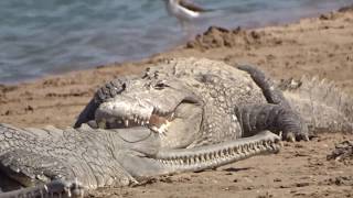 Crocodiles and gharials chambal river [upl. by Mapes262]