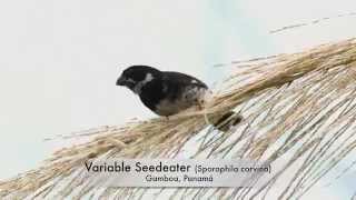 Variable Seedeater [upl. by Nalepka311]