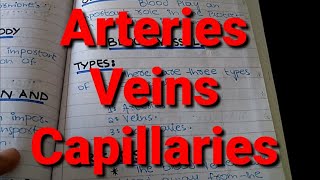 Types of Blood Vessels Arteries Veins and Capillaries XI Biology Chapter 14 [upl. by Redliw]