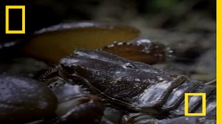 Emperor Scorpion  National Geographic [upl. by Iretak]